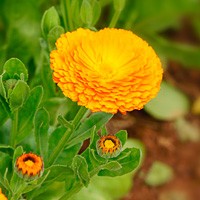 ���T�܂肠�搶