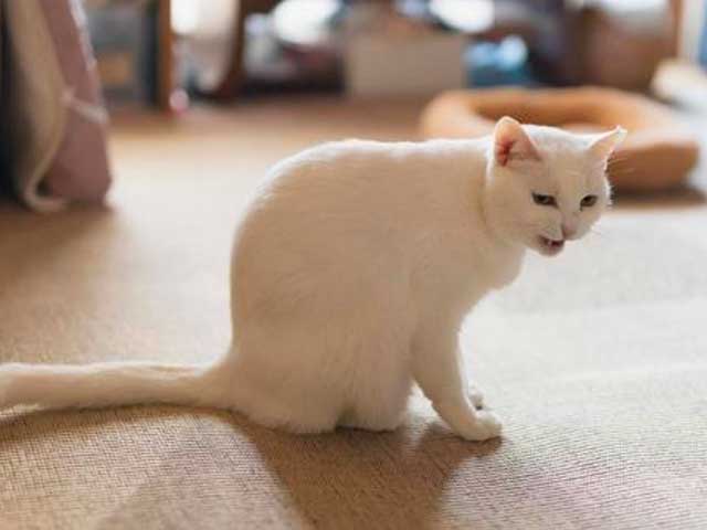 コラム画像1